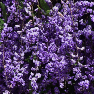 Hardenbergia comptoniana